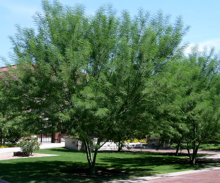 Best trees to plant in arizona Idea | chocmales
