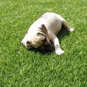 Pet Turf Area For Backyard in Gilbert AZ